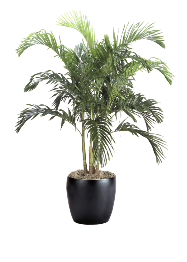Palm Adonidia