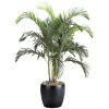 Palm Adonidia
