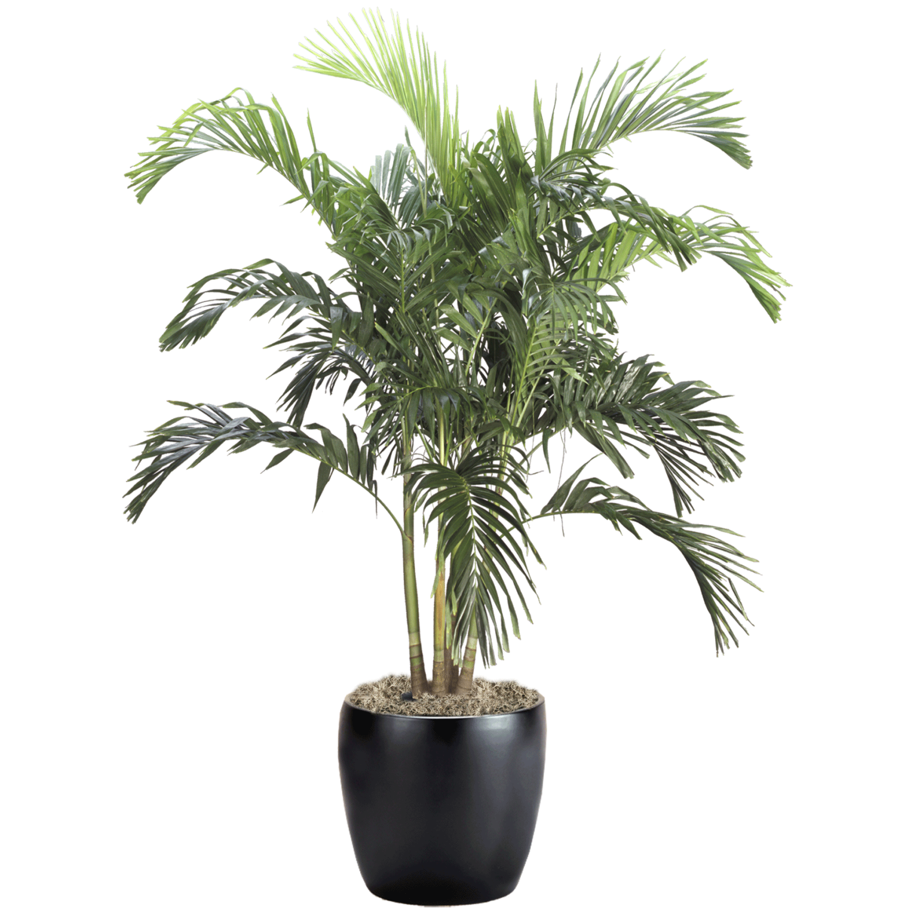 Palm Adonidia | Phillip's Interior Plants &amp; Displays