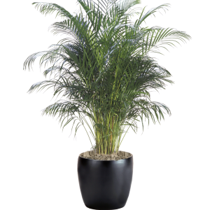 Palm Areca