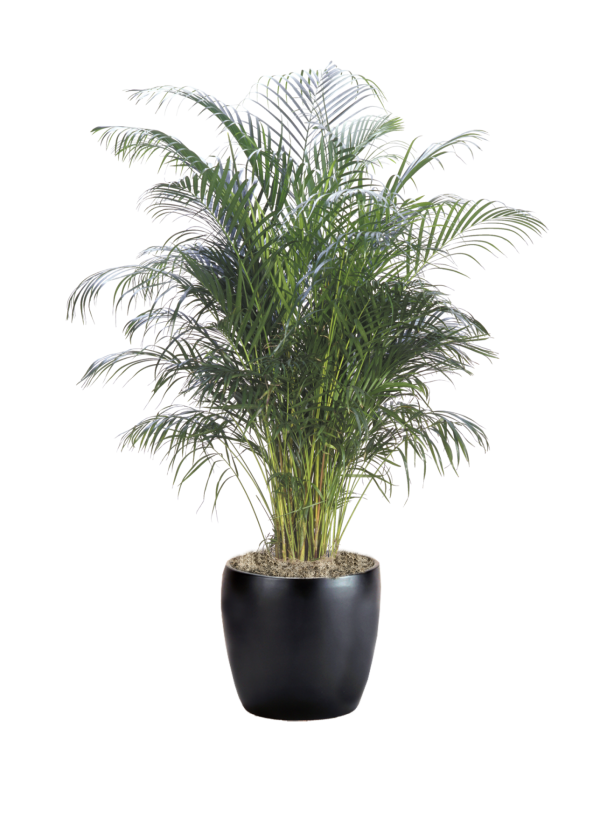 Palm Areca