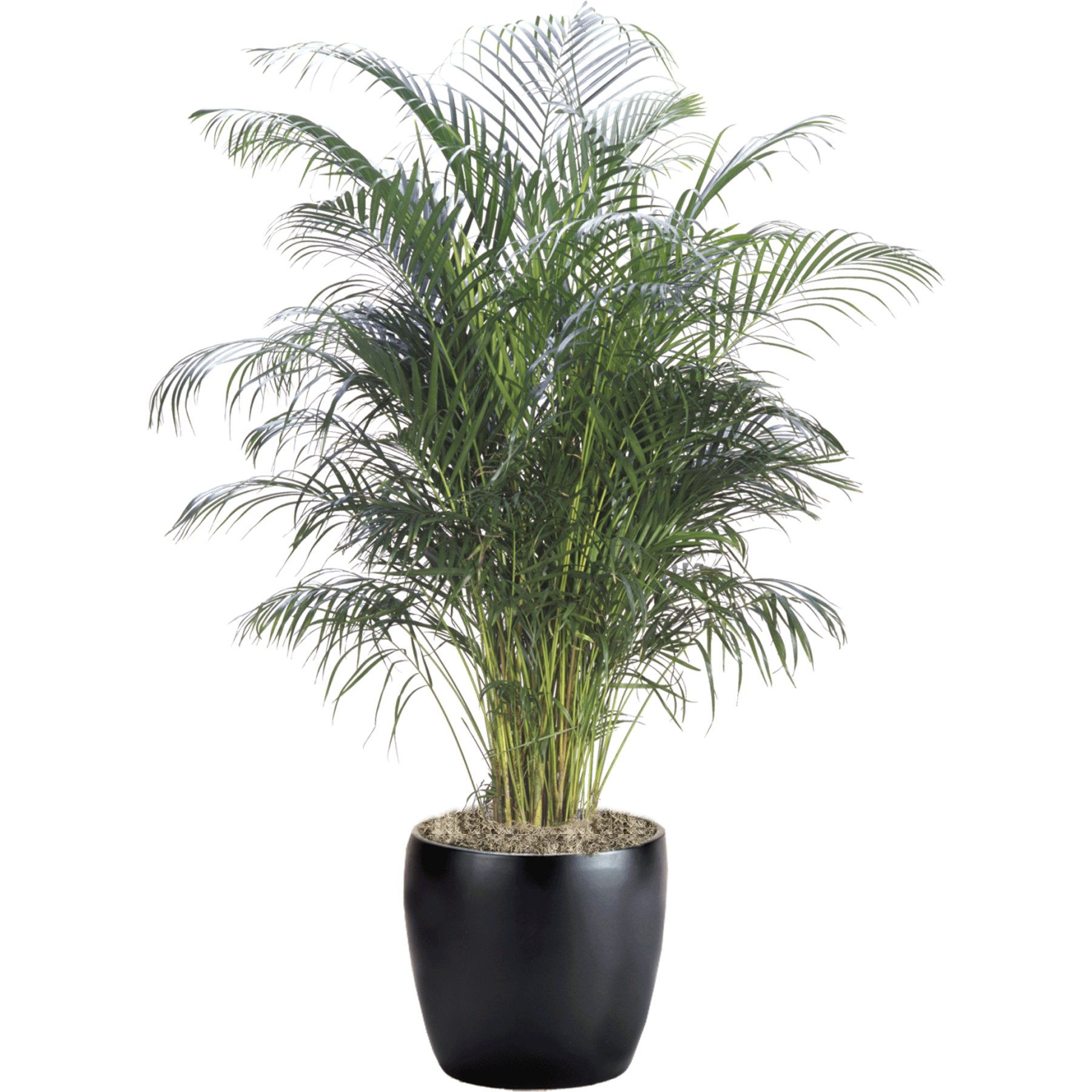 philodendron brasil Philodendron Brasil  Jungle & Loom