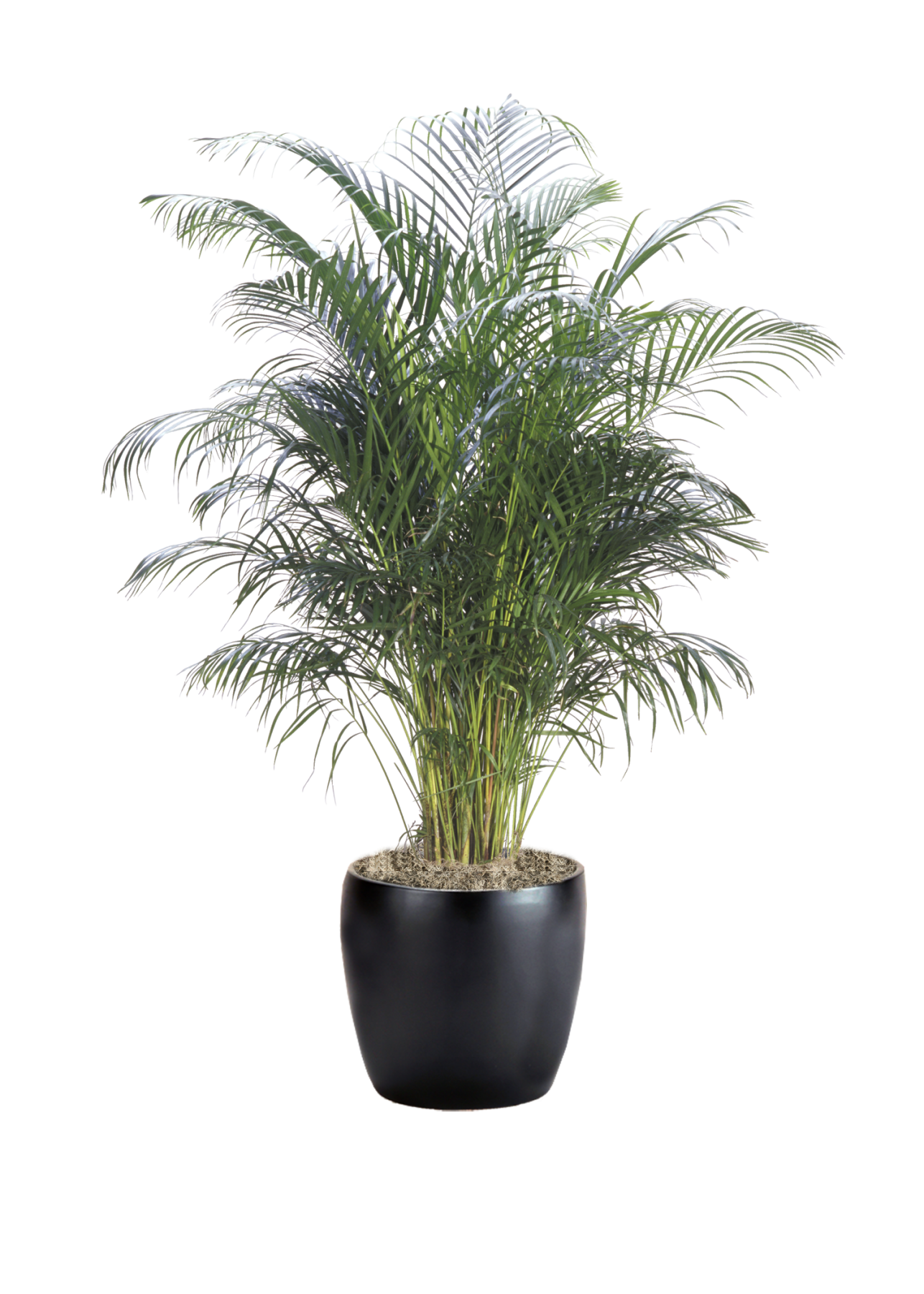 Palm Areca Phillip s Interior Plants Displays palm-areca-phillip-s-interior-plants-displays