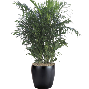 Palm Bamboo