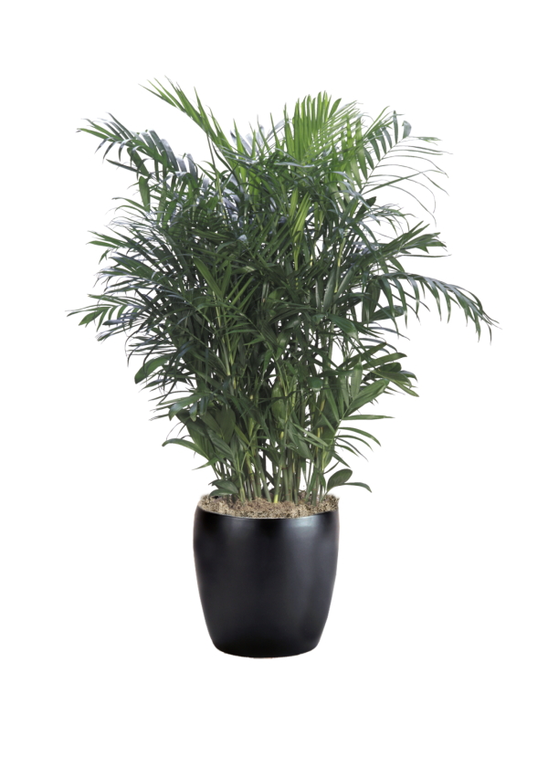 Palm Bamboo