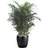 Palm Bamboo
