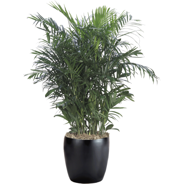 Palm Bamboo