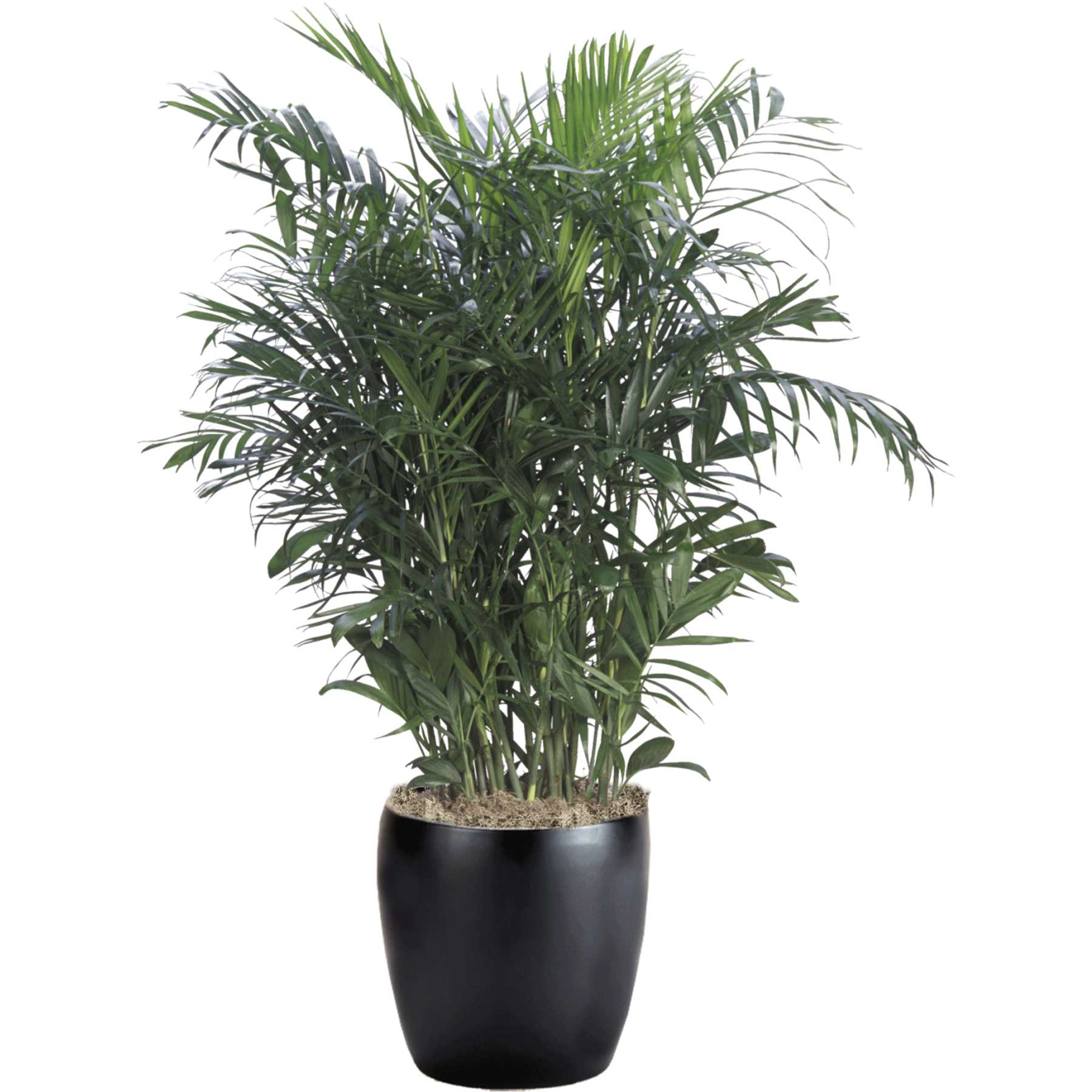 Palm Bamboo | Phillip's Interior Plants & Displays