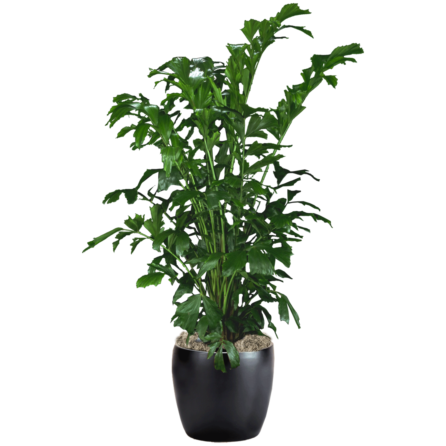 Palm Fishtail Palm Fishtail