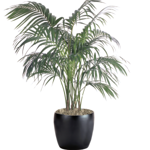 Palm Kentia