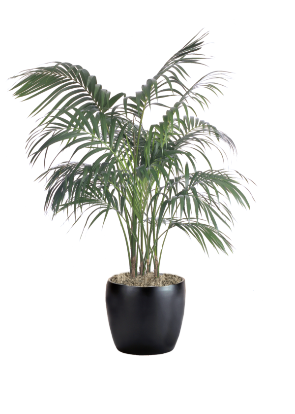 Palm Kentia