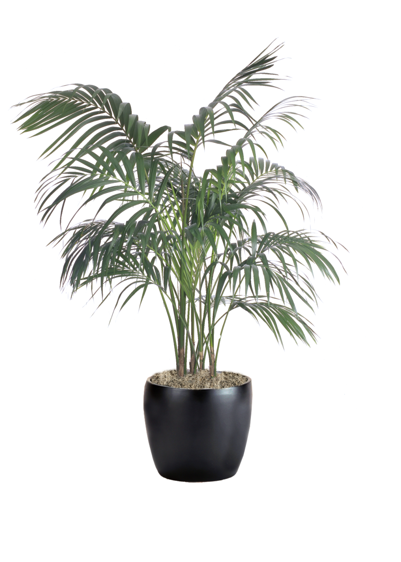 palm-kentia-phillip-s-interior-plants-displays