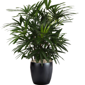 Palm Lady