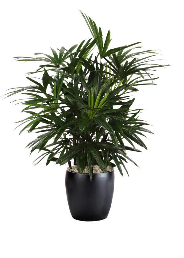 Palm Lady