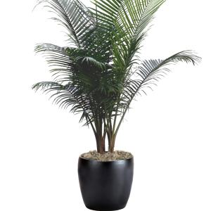 Palm Majesty
