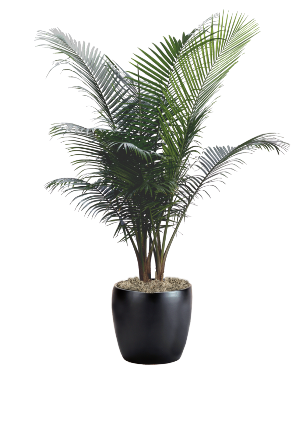 Palm Majesty