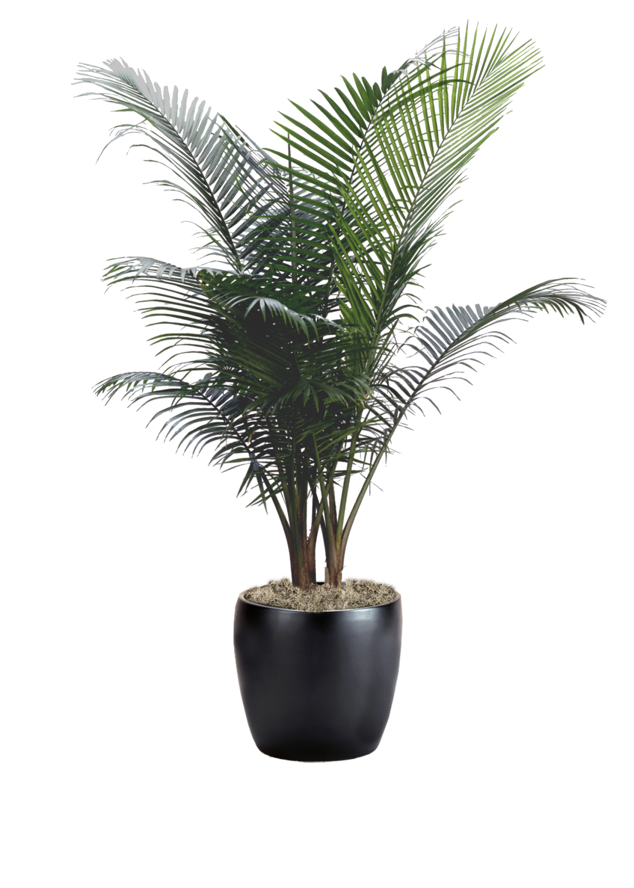 Palm Majesty Phillip's Interior Plants & Displays