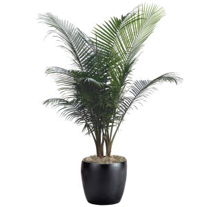 Palm Majesty