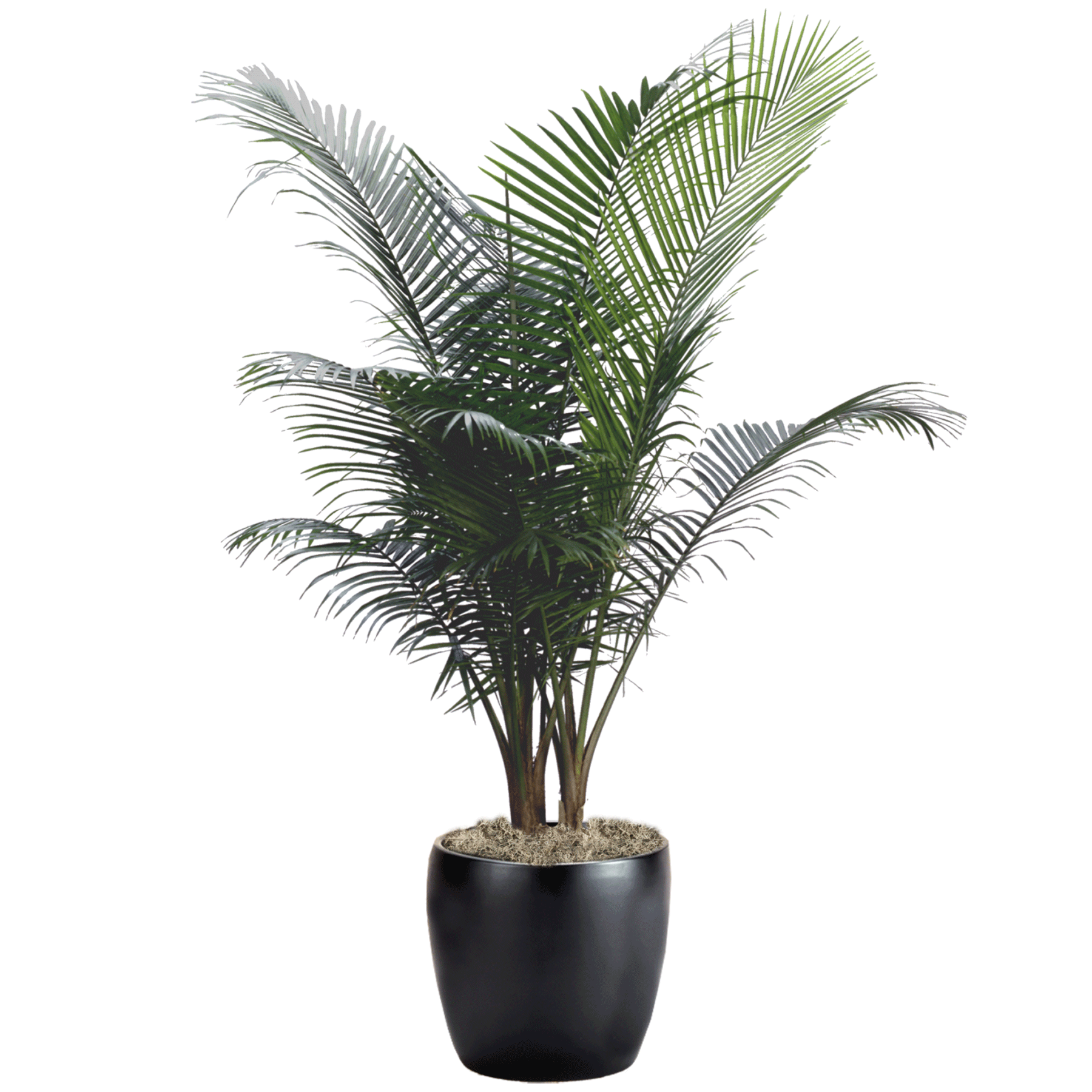 Palm Majesty | Phillip's Interior Plants & Displays
