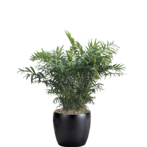 Palm Neanthe Bella