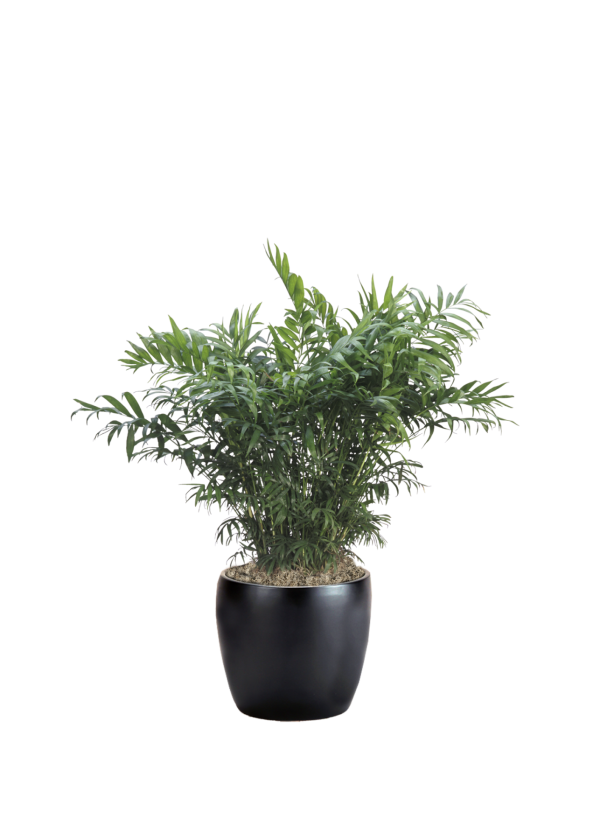 Palm Neanthe Bella