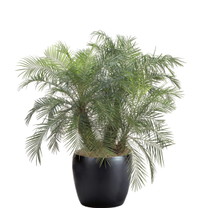 Palm Robellini