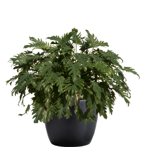 Philodendron Xanadu