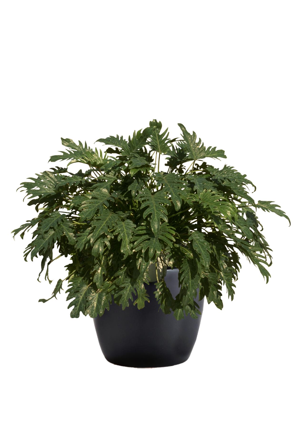 Philodendron Xanadu Phillip's Interior Plants & Displays