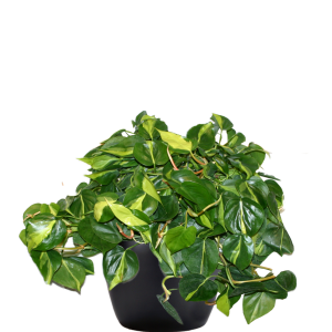 Philodendron Brasil