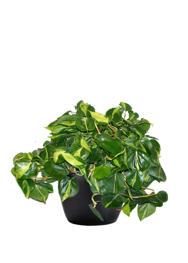 Philodendron Brasil