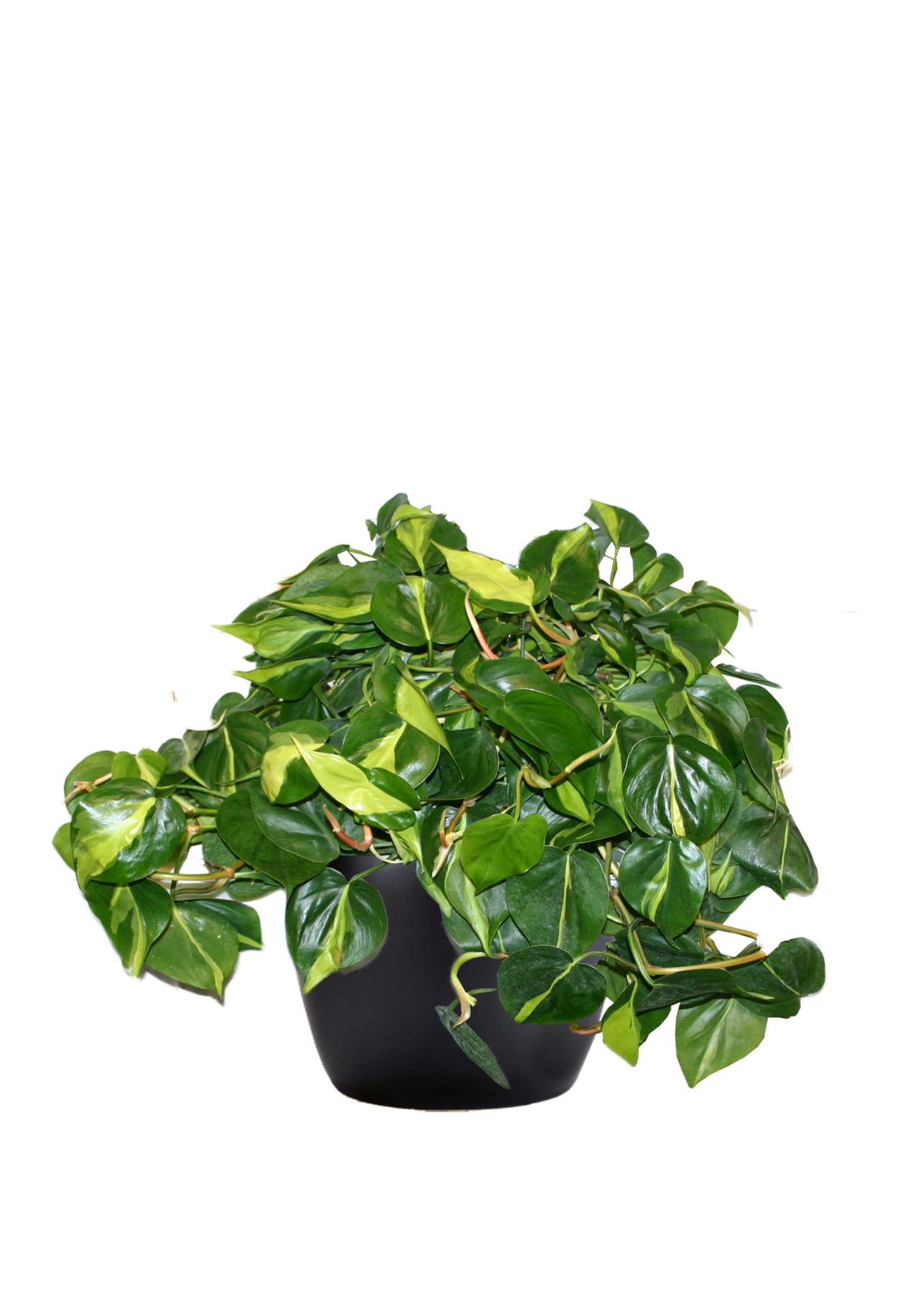 Philodendron Brasil Philodendron Brasil
