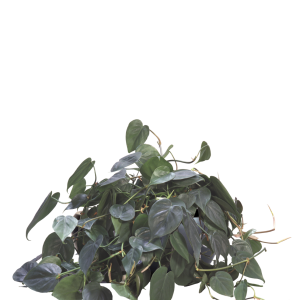 Philodendron Heartleaf