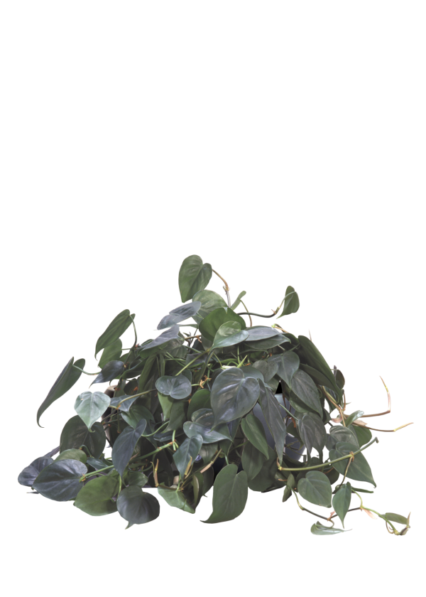 Philodendron Heartleaf
