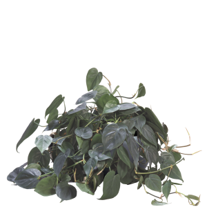 Philodendron Heartleaf
