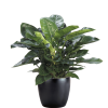 Philodendron Imperial Green