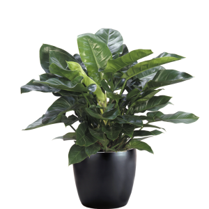 Philodendron Imperial Green