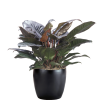 Philodendron Imperial Red