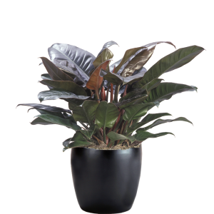 Philodendron Imperial Red