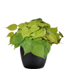 Philodendron Neon