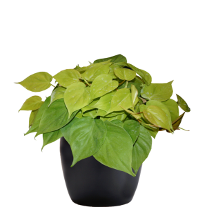 Philodendron Neon