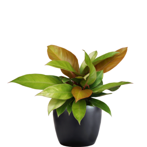 Philodendron Prince of Orange