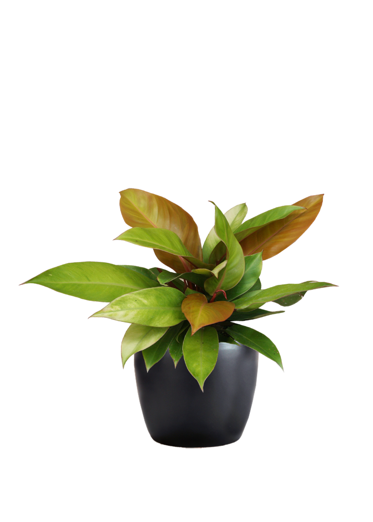 Philodendron Prince of Orange | Phillip's Interior Plants & Displays
