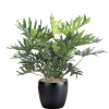 Philodendron Hope Selloum