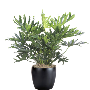 Philodendron Hope Selloum