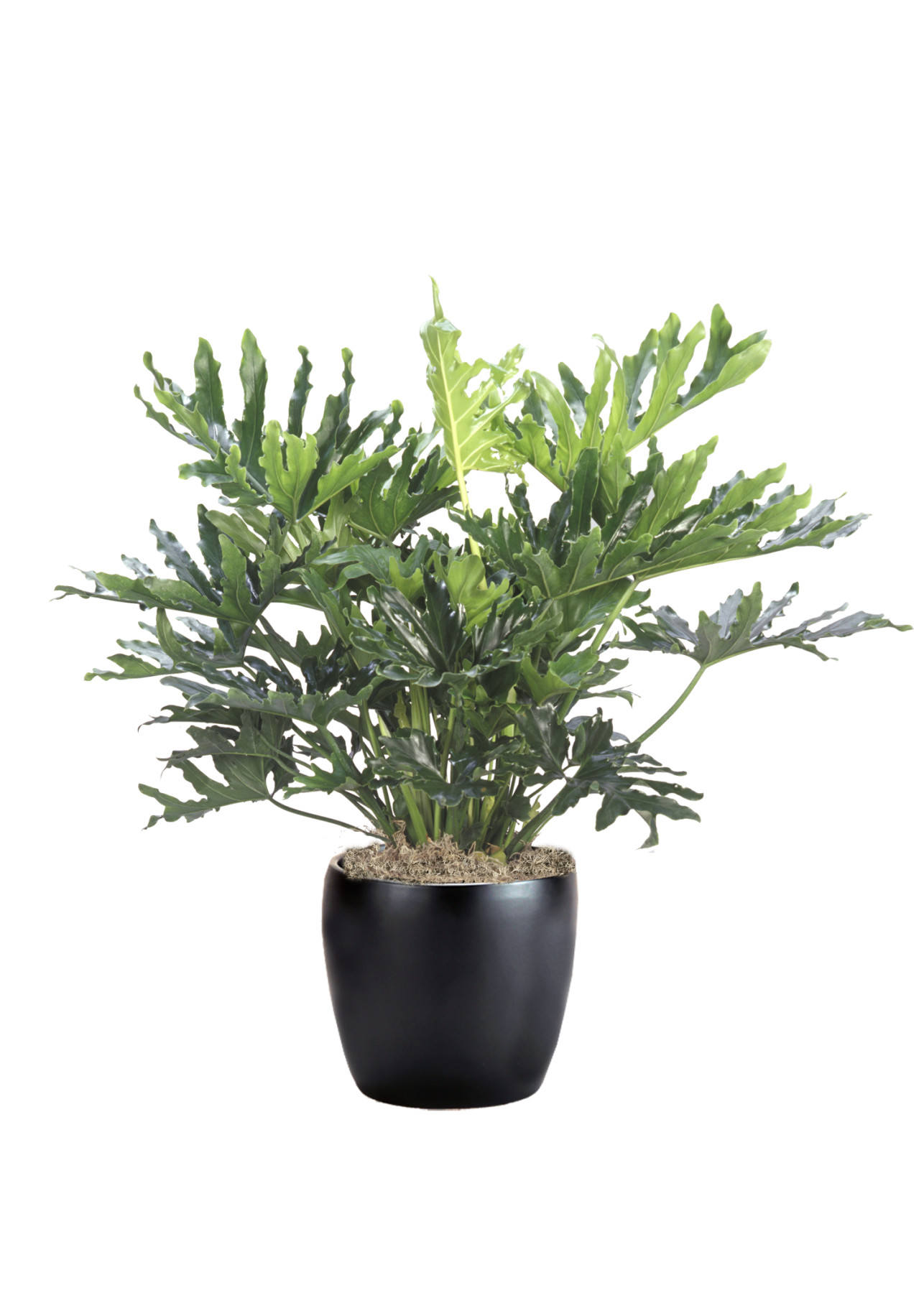 Philodendron Hope Selloum Phillip's Interior Plants & Displays