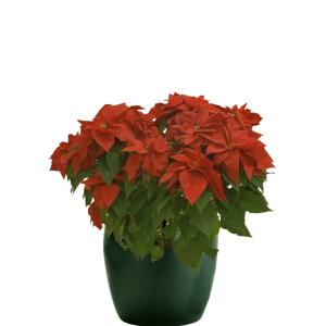 Poinsettia Red