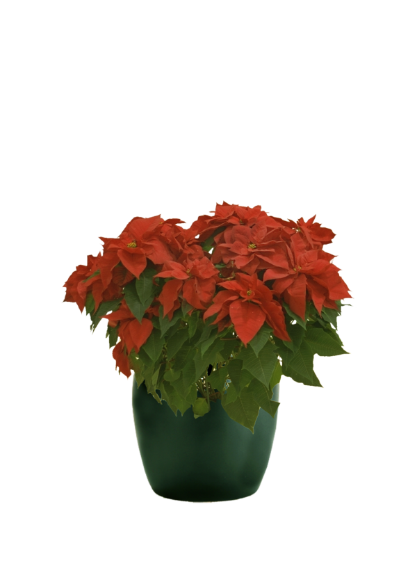 Poinsettia Red