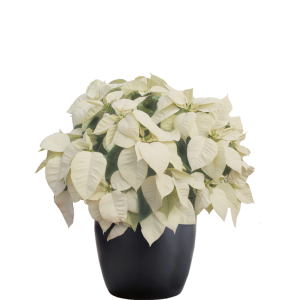 Poinsettia White