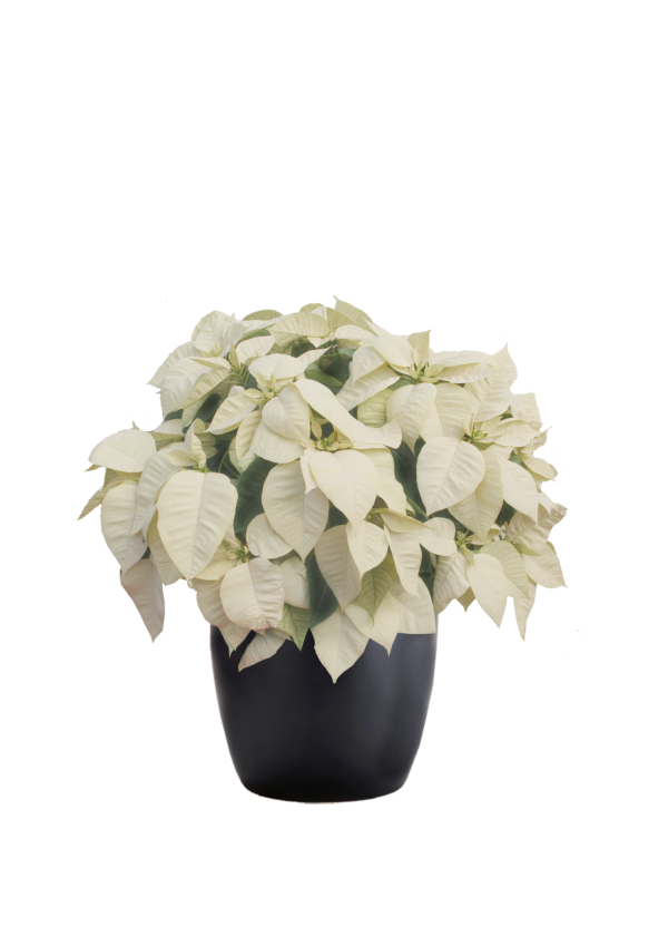 Poinsettia White