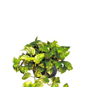 Pothos Golden